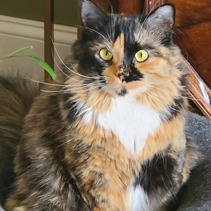 Fundraising Page: Lisa Emerson